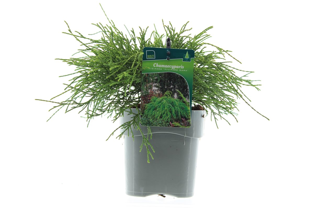 Кипарисовик горохоплодный Филифера Нана